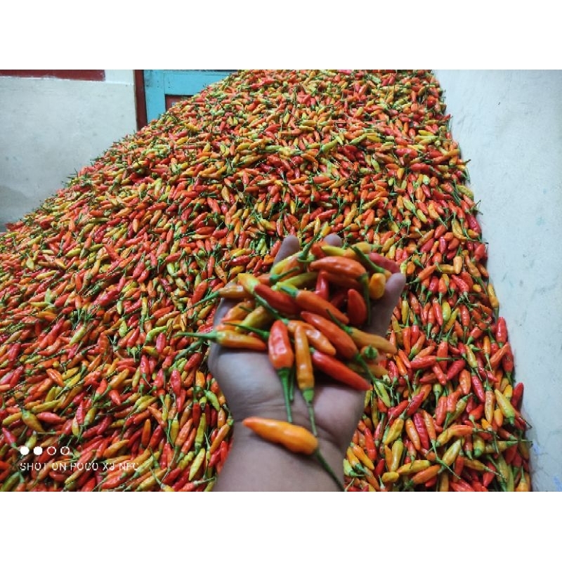 

Cabe rawit merah fresh baru petik 1 kg