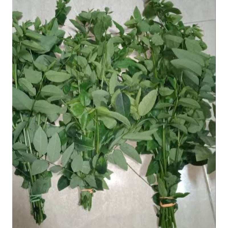 

Sayur katuk asli organik 1 ikat siap masak organik