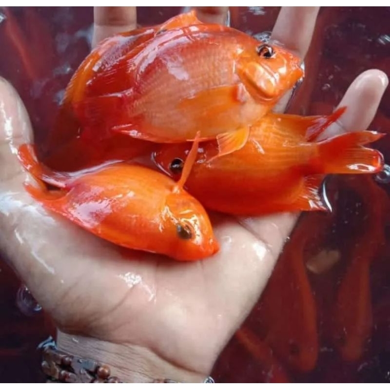 Mantap Banget Perrot Merah All Varian Aquarium