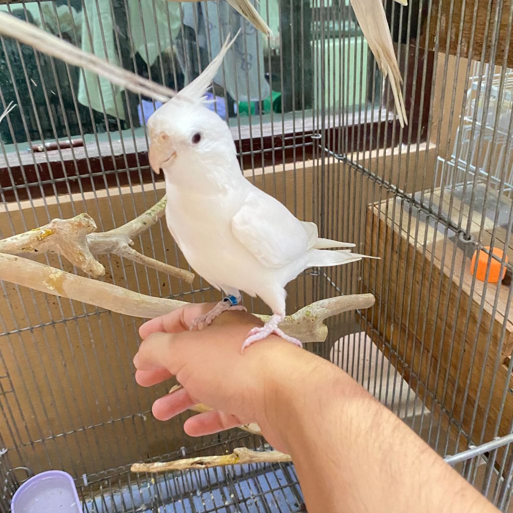 ParrotBoys - Burung Falk Albino Mata Merah Siul Doraemon Beatbox di Tangan