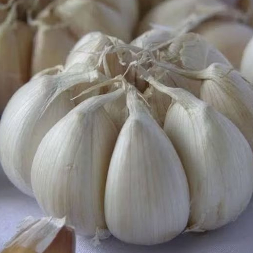 

BAWANG PUTIH ISTIMEWA per 250 Gr