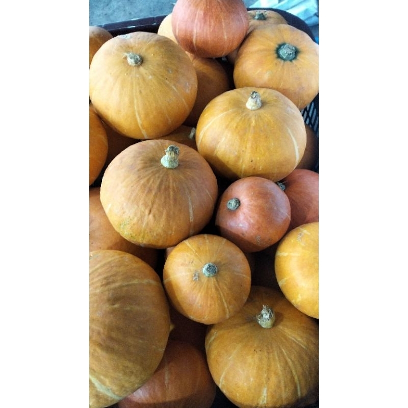 

labu kabocha