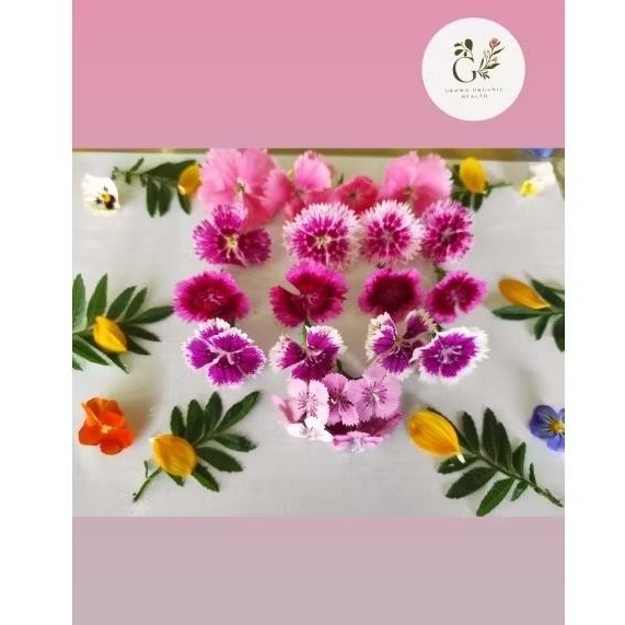 

EDIBLE FLOWER DIANTHUS