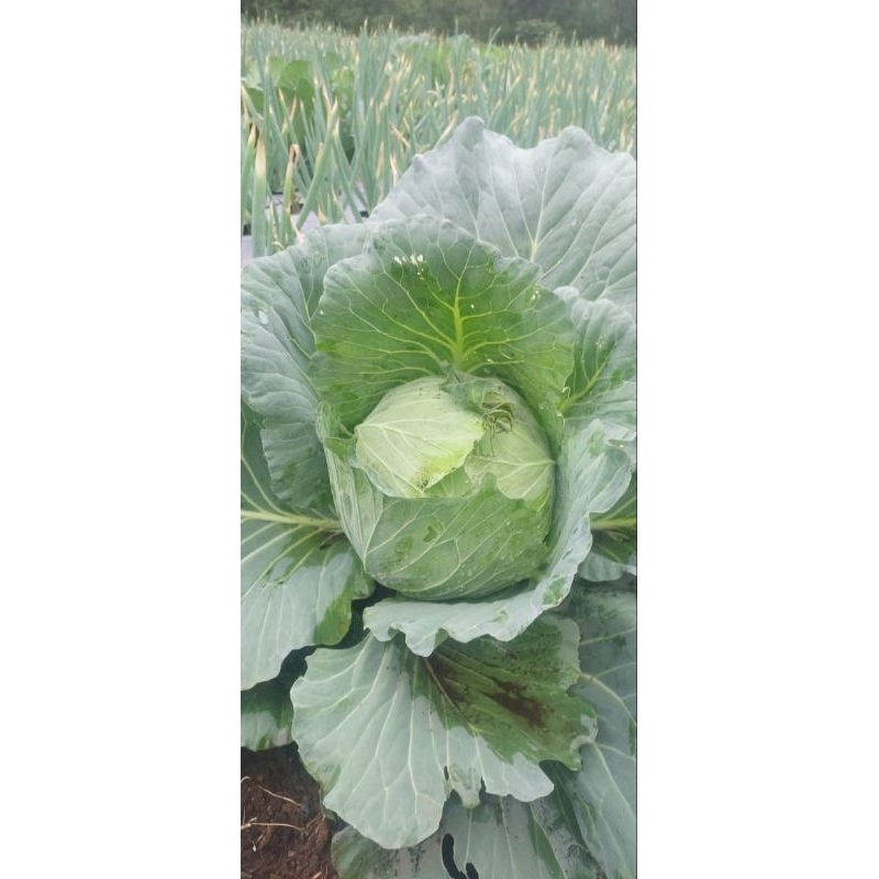 

sayur segar kol/kobis berkwualitas 500gram