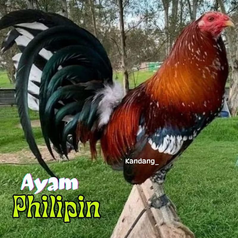 

telur ayam philipin asli petarung bisa di tetaskan