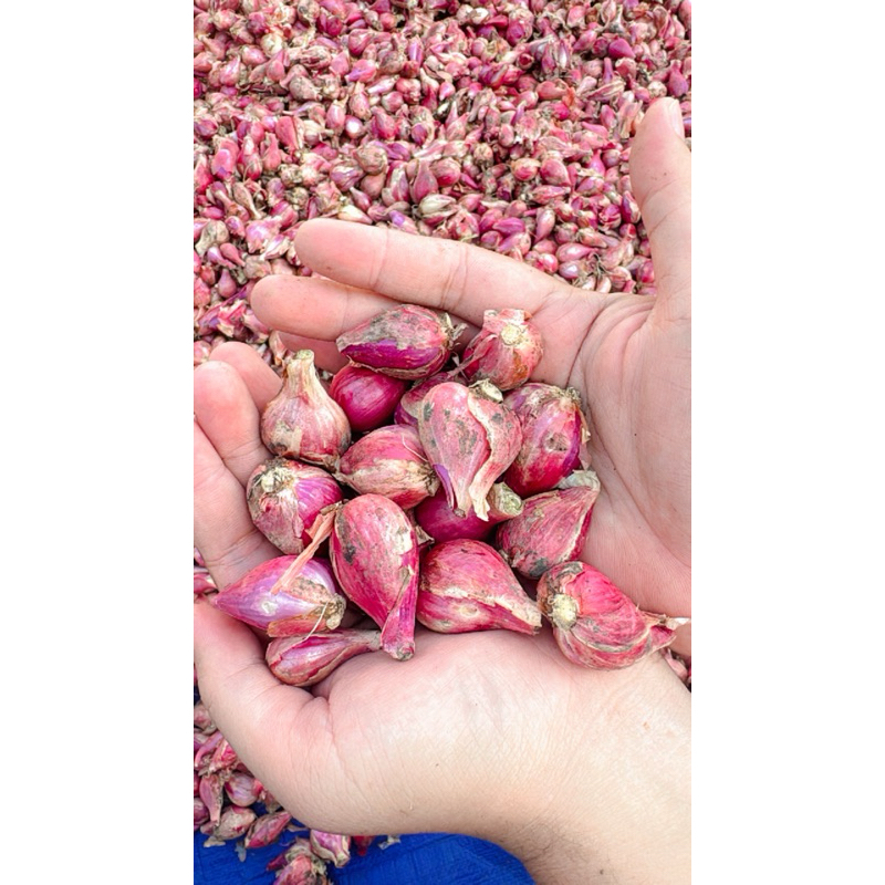

Bawang Merah Asli Brebes Fresh Kemasan 3kg
