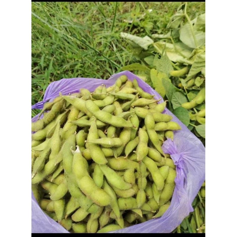 

edamame fresh 1kg