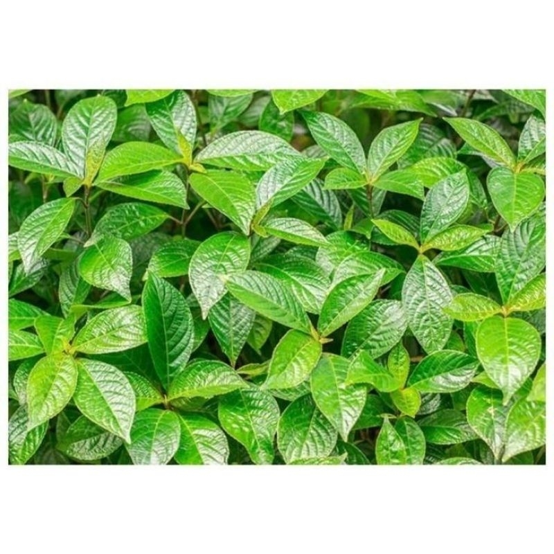 

Daun Kejibeling Segar Pres 250gram