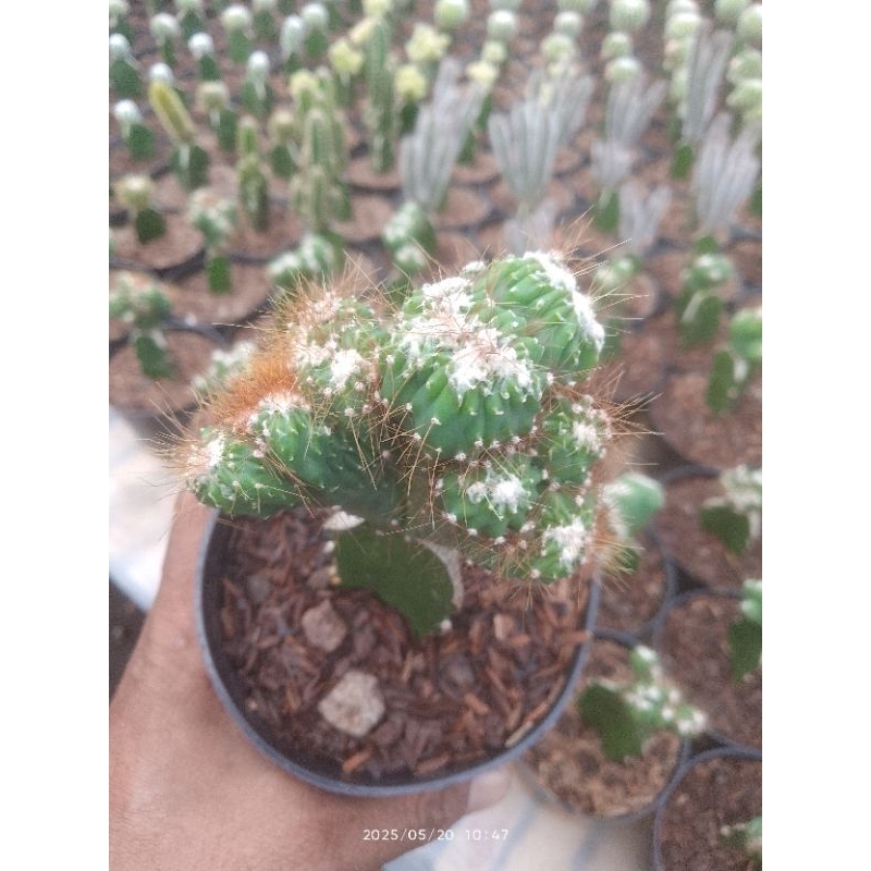 cereus jamacaru monstrose grafting