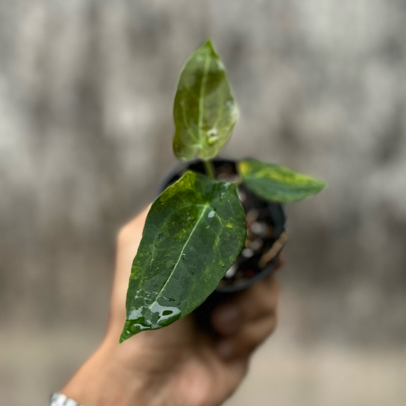 Anthurium Forgetii Darkform Varigata