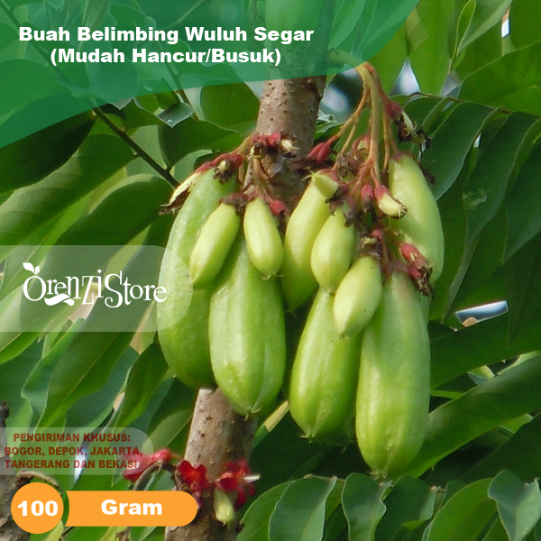 

Belimbing Wuluh Segar 100 gr Buah Petik Dadakan Saat ada Pesanan fresh Menurunkan gula darah