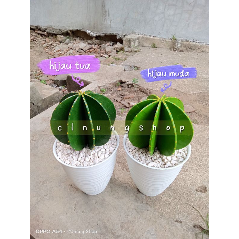 kaktus bola jumbo lengkap dgn tatakan dekor kaktus bola jumbo kaktus imitasi