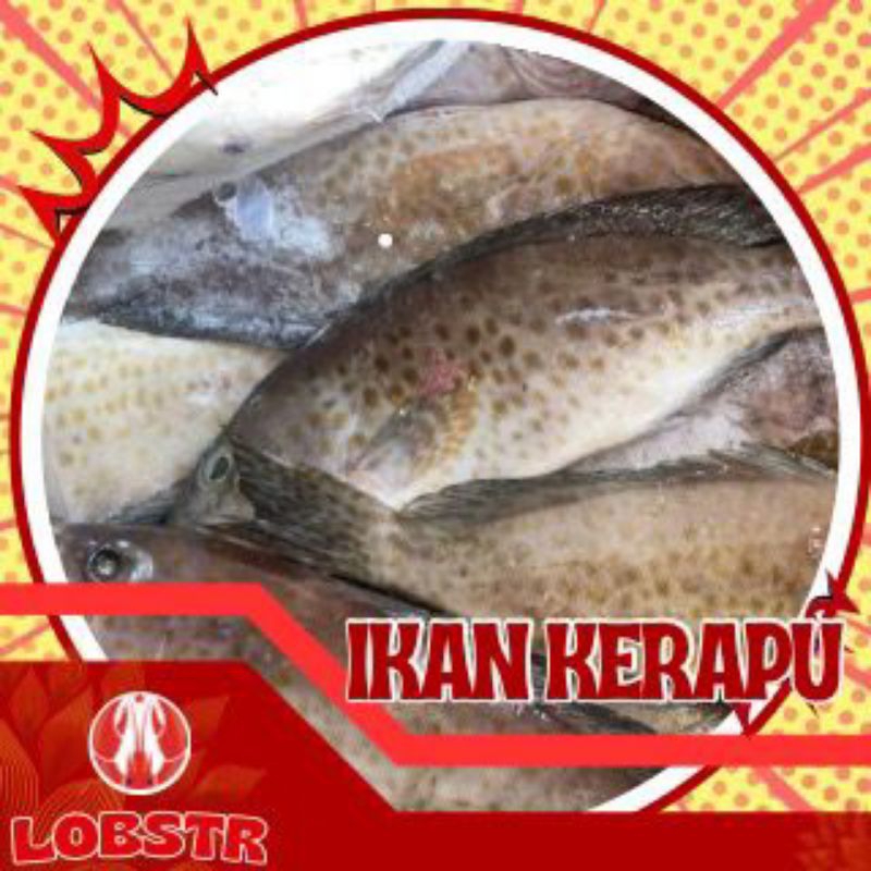 

Kerapu Beku – Kualitas Ekspor 1 Kg | Fresh & Siap Masak