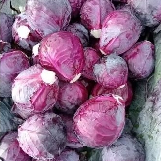 kol ungu / kubis merah / kubis ungu per KG