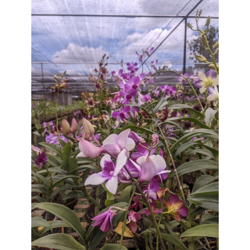 Anggrek dendrobium remaja siap berbunga - Anggrek dendrobium