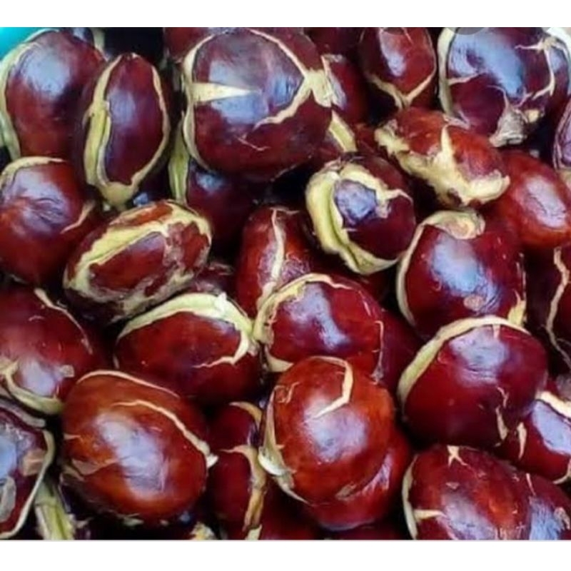 

jengkol super besar tua mentah legit pulen