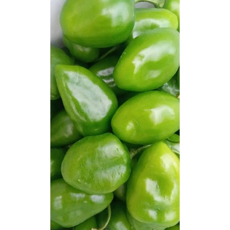 

cabe gendot viral segar baru petik 500g