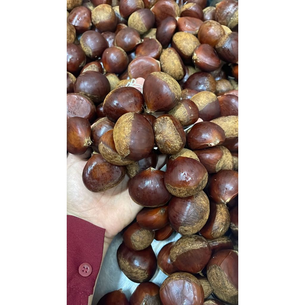 

Kacang Chestnut / Chesnut (9 KG) Fresh Import