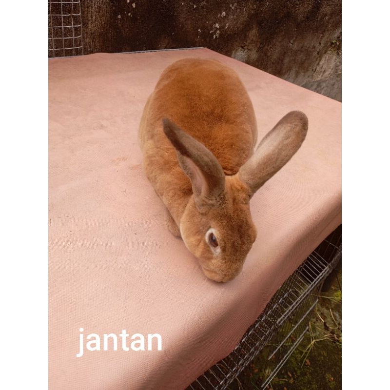 SEPASANG KELINCI REX BULU KARPET SUDAH INDUKAN PRO