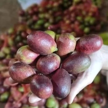 

Matoa Fresh 1kg Manis Daging Tebal