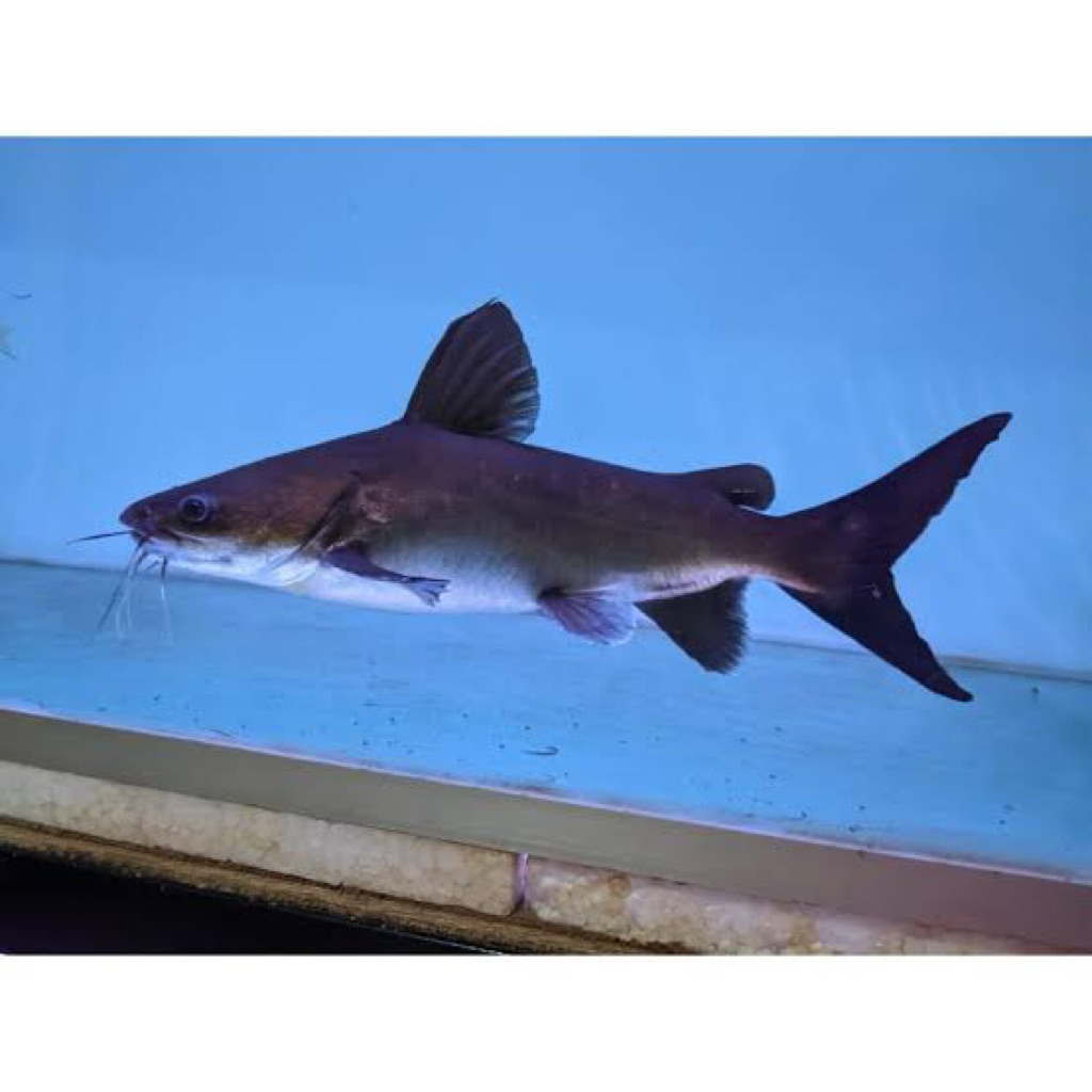 

shark catfish (papua)