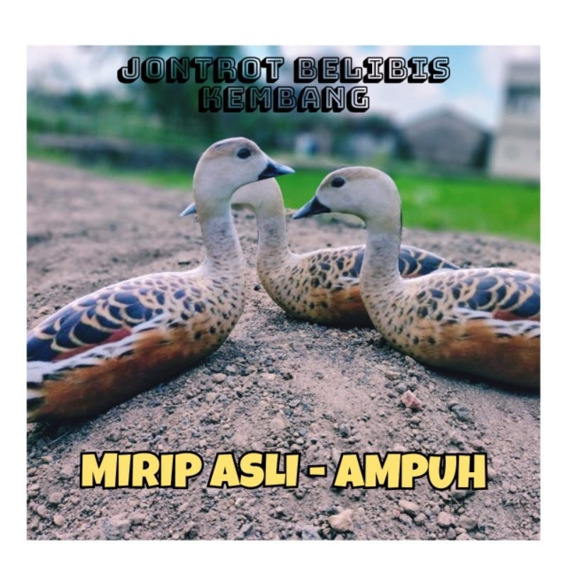 PATUNG JONTROT BURUNG BELIBIS KEMBANG - JONTROT BURUNG BELIBIS KEMBANG