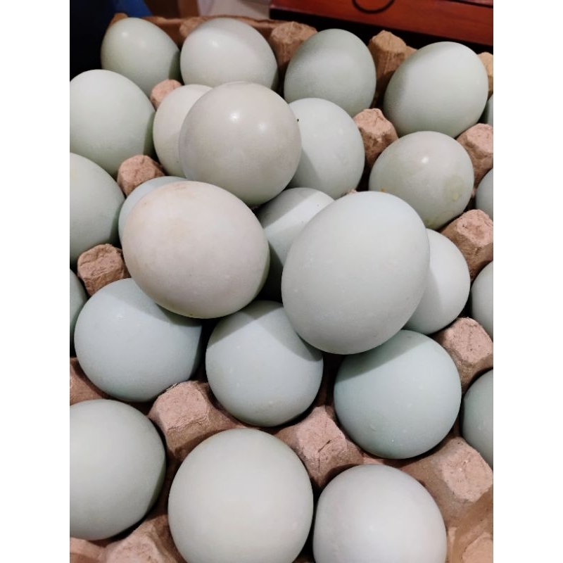 

TELOR ASIN MURAH DIJAMIN MASIR