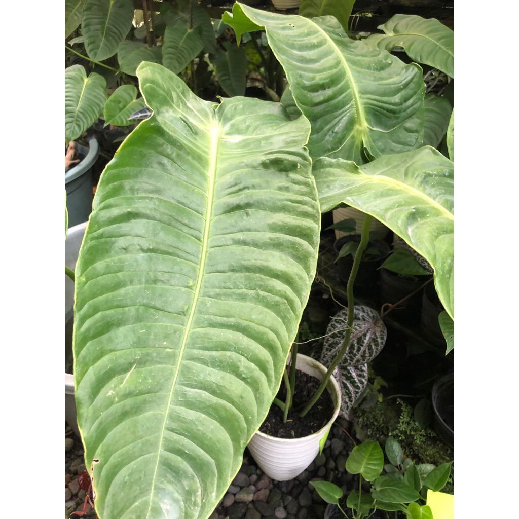 Antorium Venchii ori