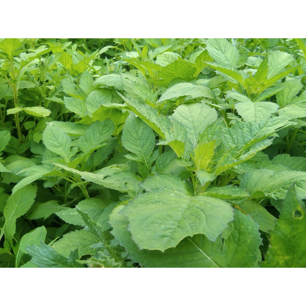 

Daun Sintrong organik 1 kg