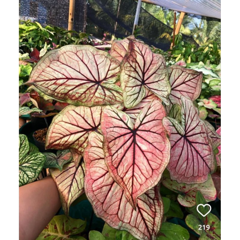 Caladium Gatot kaca thai anakan