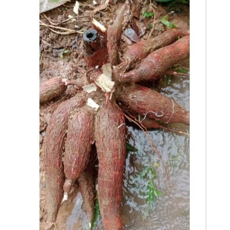 

singkong kulit merah 1 kg