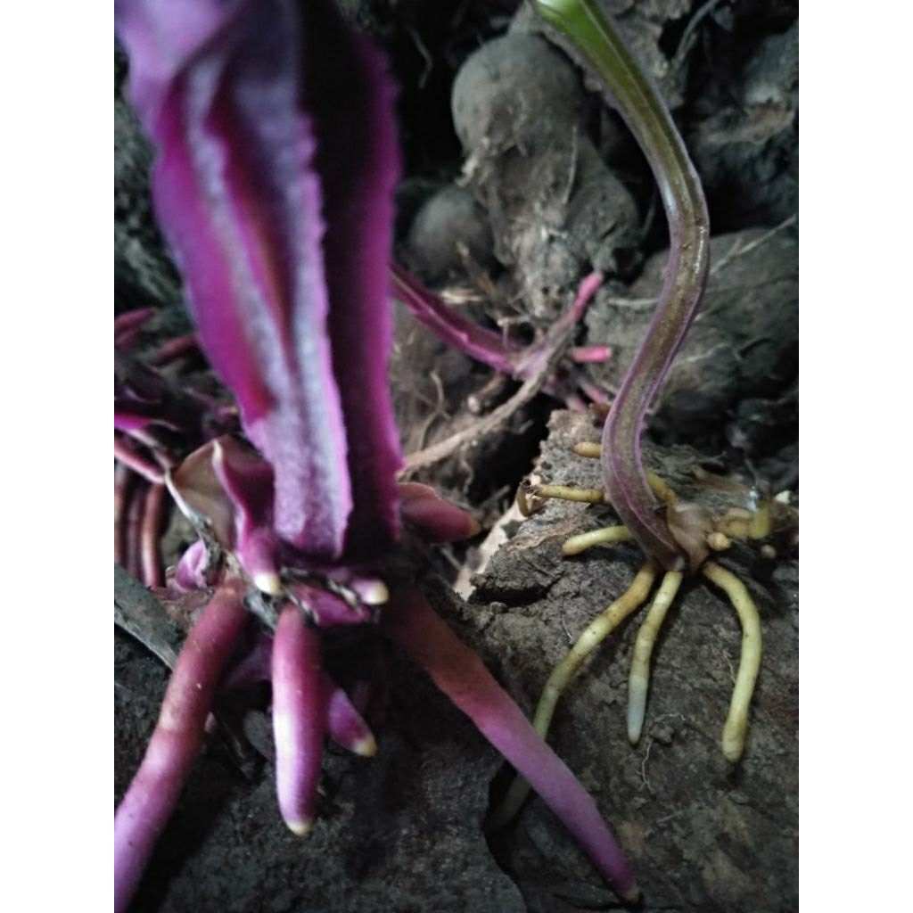 

umbi uwi Dioscorea alata daging ungu