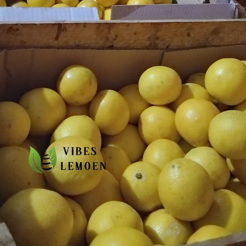 

BUAH LEMON SEGAR 1 KG PENANGKAL VIRUS DAN MENJAGA DAYA TAHAN TUBUH