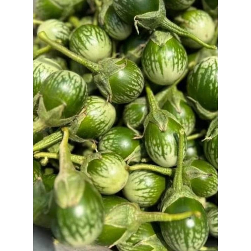 

TERONG LALAP 250 GRAM