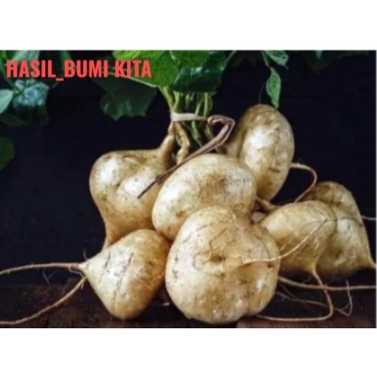 

Bengkoang manis masih muda kab kebumen