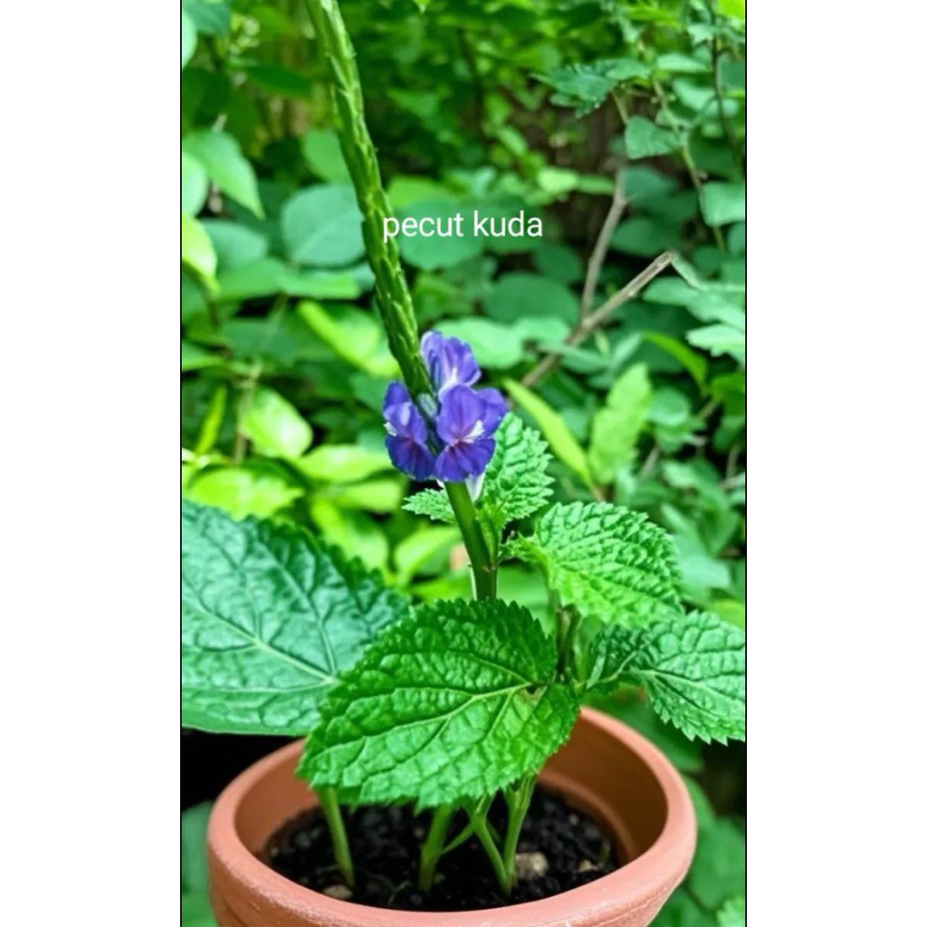 

daun herbal pecut kuda 1 kg segar banyak manfaatnya