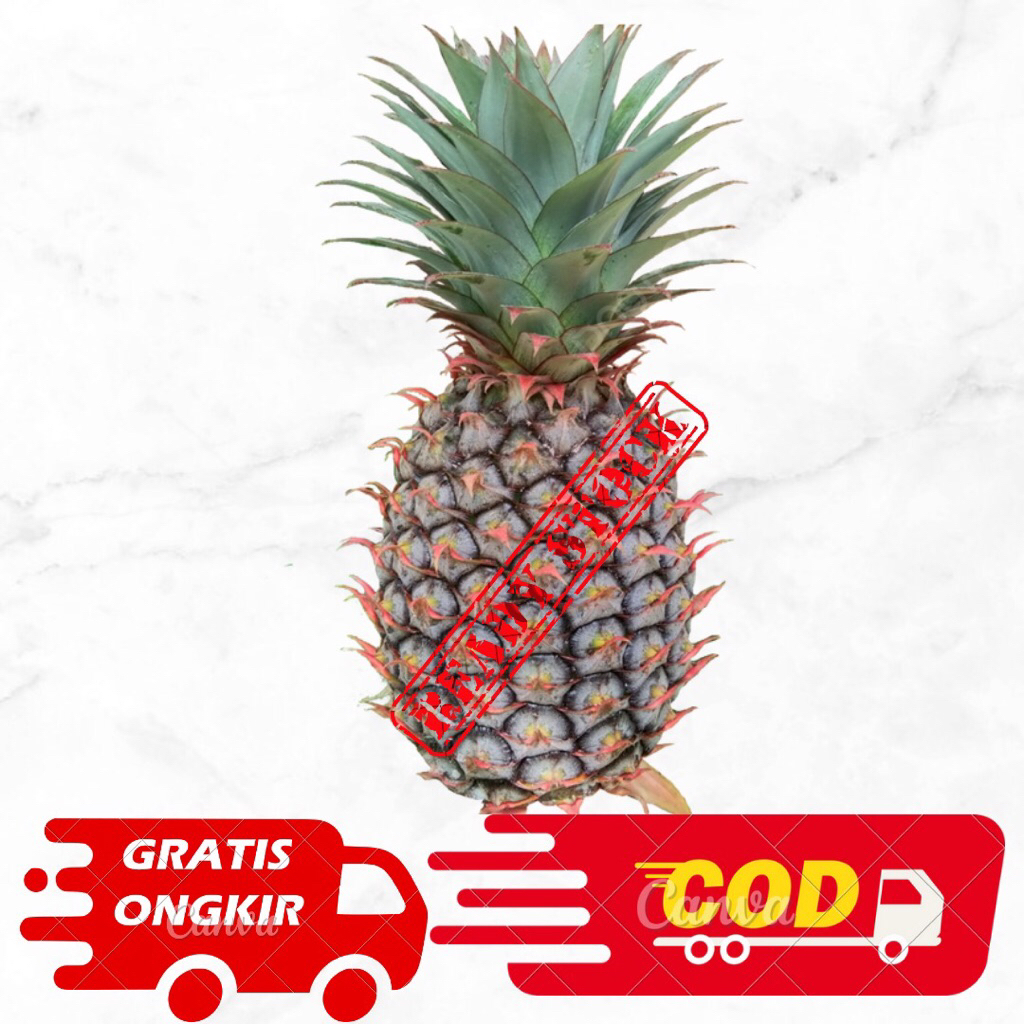 

Buah Nanas Muda/Buah nanas segar/Buah nanas Fresh premium