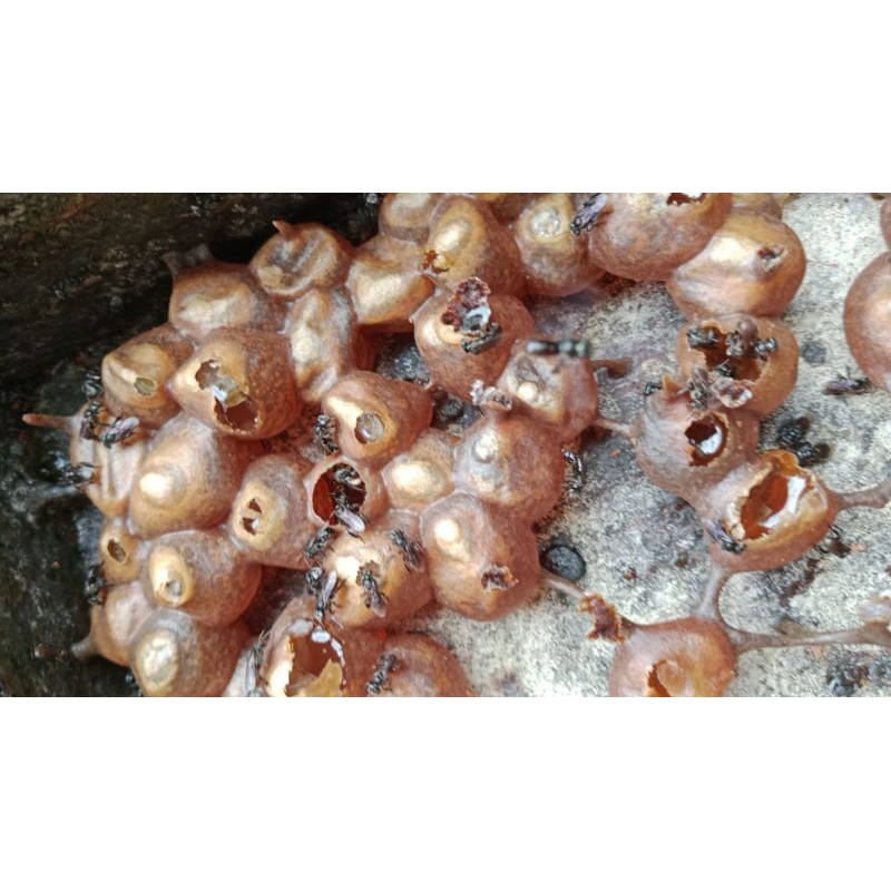 

Madu trigona itama ataw Kelulut 1000gr