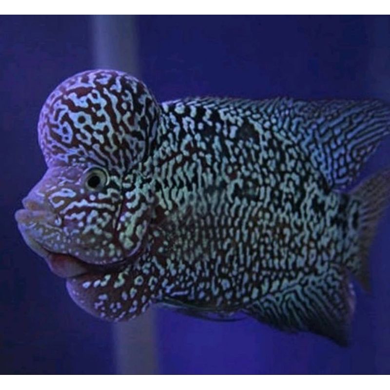 Ikan Hias Louhan Kamfa Cencu good