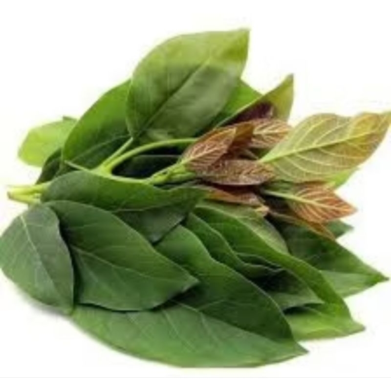 

Daun Alpukat Fresh 500gram