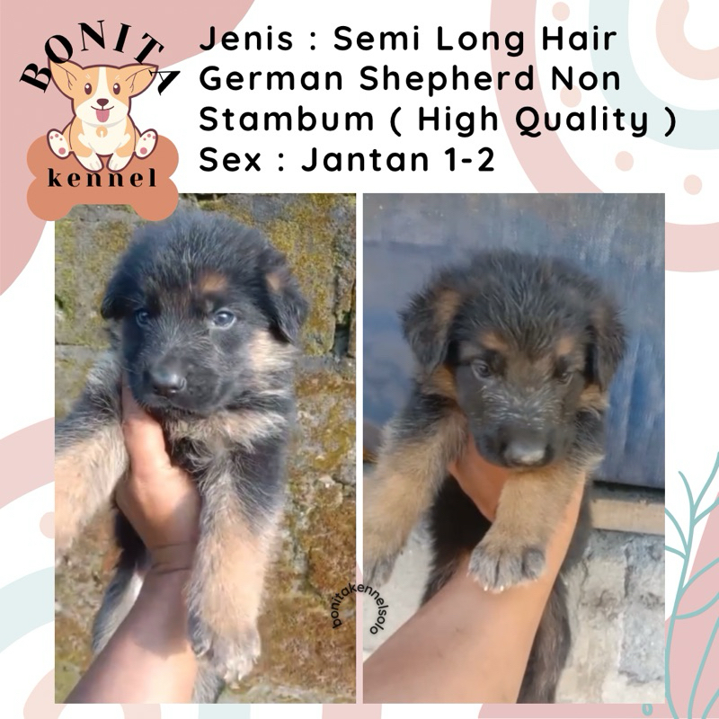 German Shepherd Long Hair Non Stambum Anak Anjing Herder GSD Jantan Betina