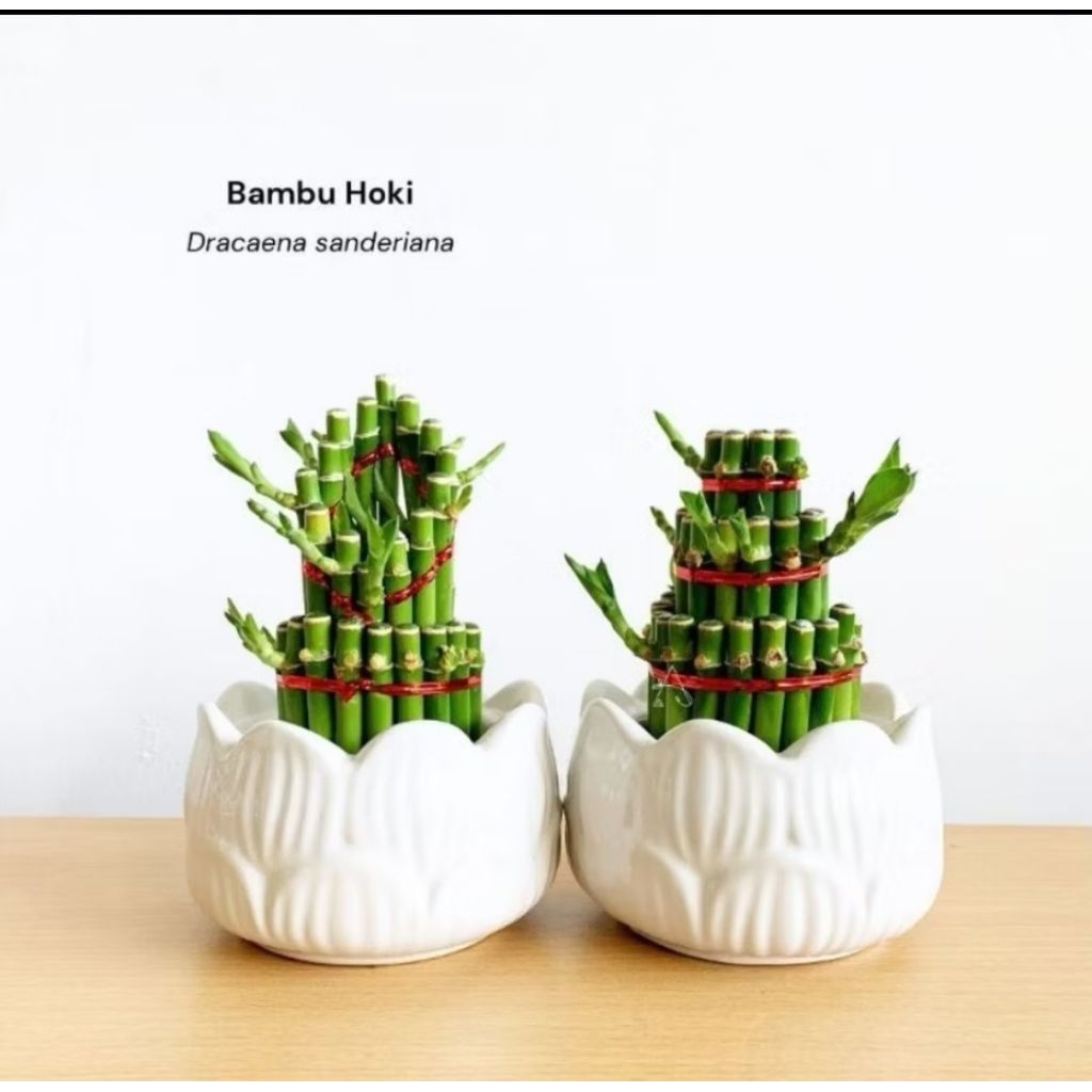 Bambu Hoki Draceana Sandriana / Bambu Hoki Susun / Vas Bambu Hoki Mahkota / Tanaman Hidup Bambu Hoki