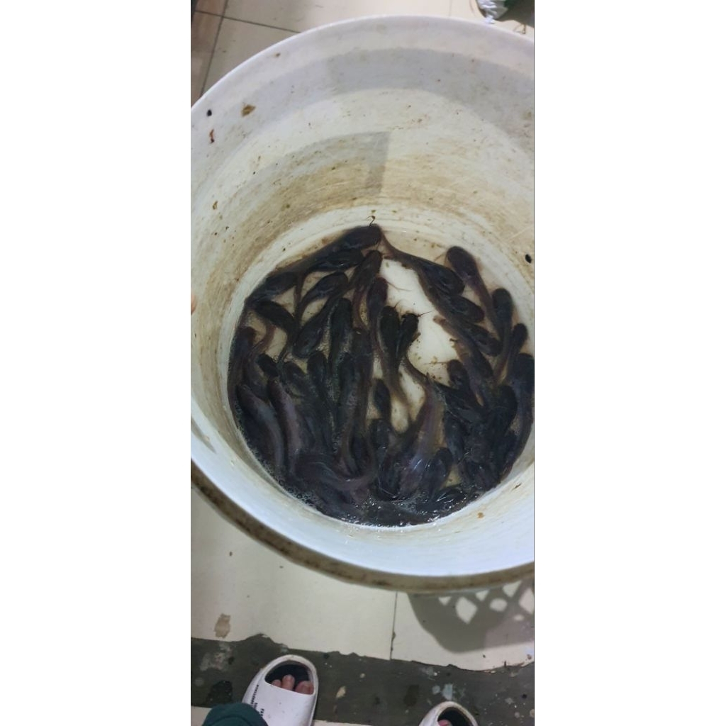 bibit lele 7-8cm eceran