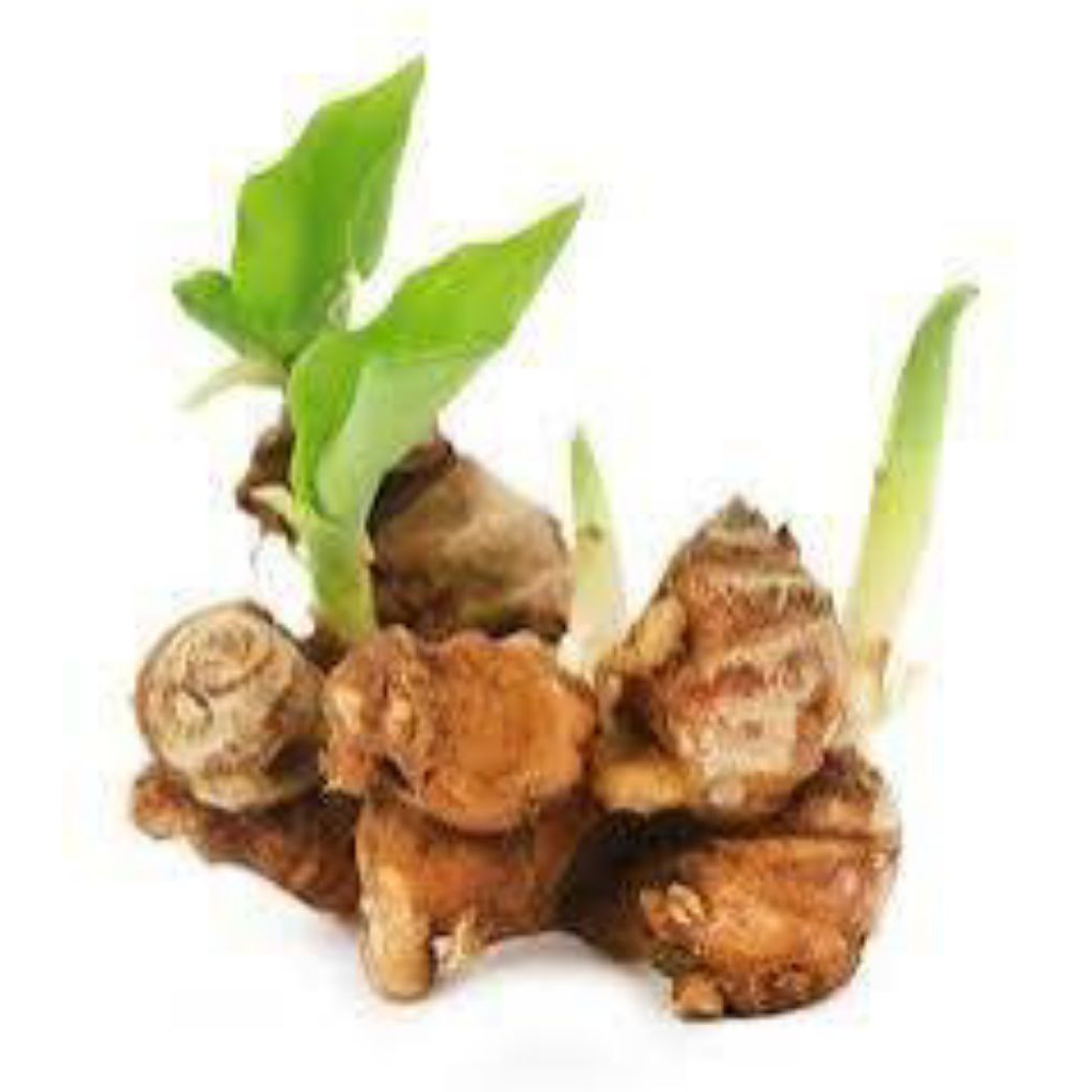 

kencur - tanaman herbal - obat tradisional