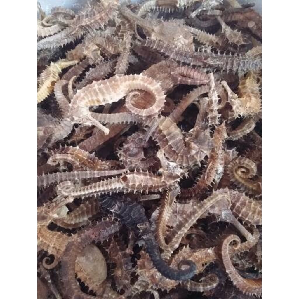 

KUDA LAUT ASLI UKURAN 6-7 CM | GARANSI ORIGINAL