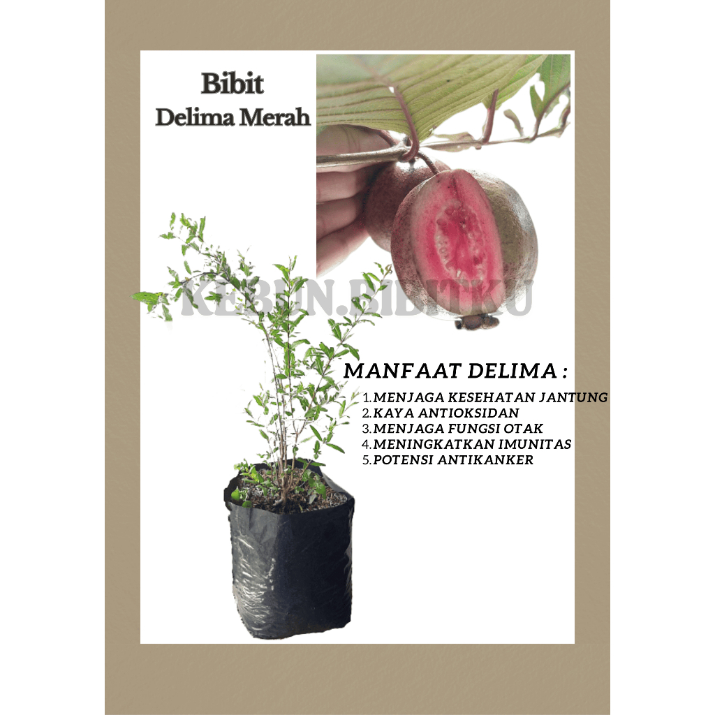 

Bibit Delima Merah Manfaat Selangan Antikok Kanker 40 s/d 60 cm