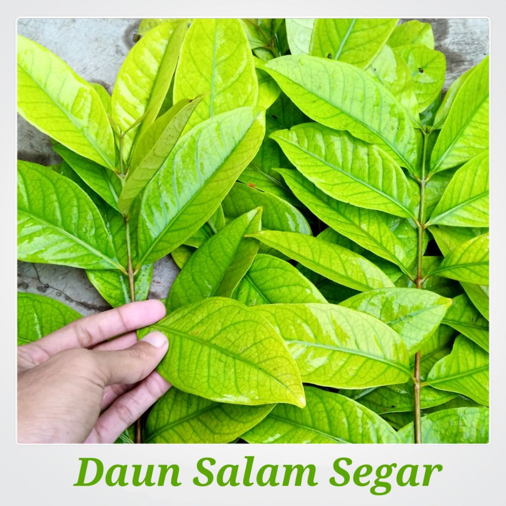 

Daun Salam Segar Paket Bungkus Isi 10 Daun