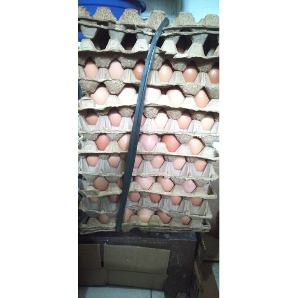

Telor Ayam Negri 5 kg instan only