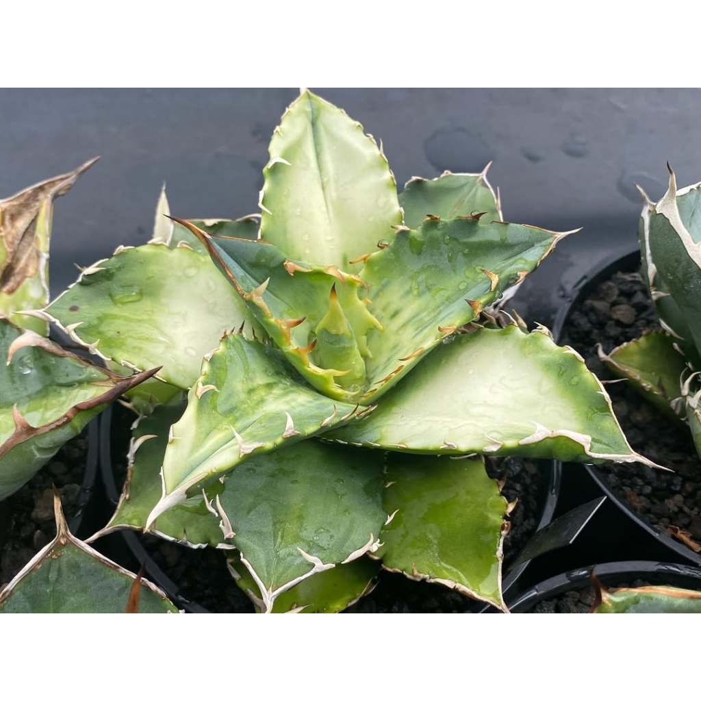 Agave Titanota Sunburst
