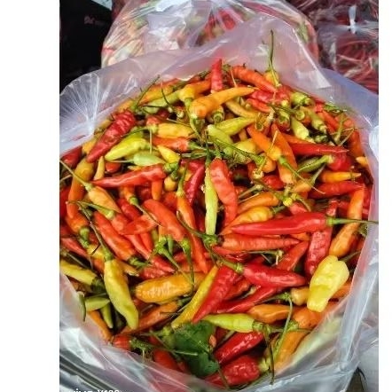 

Cabe rawit murah